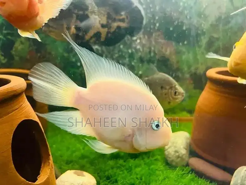 aquarium with fishes read full ad