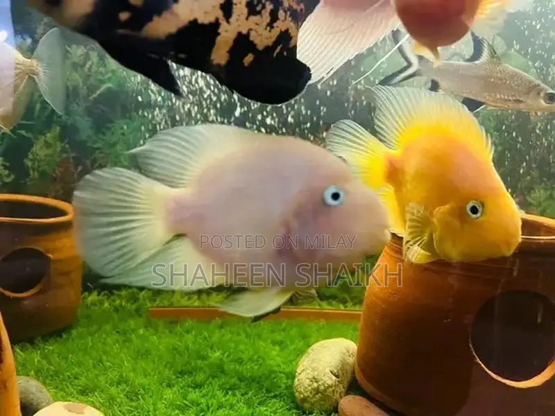 aquarium with fishes read full ad
