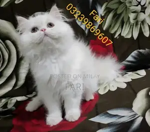 Photo - Punch face Male fluffy kitten for sale