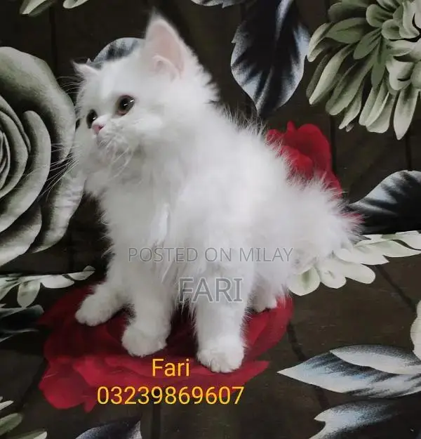 Punch face Male fluffy kitten for sale
