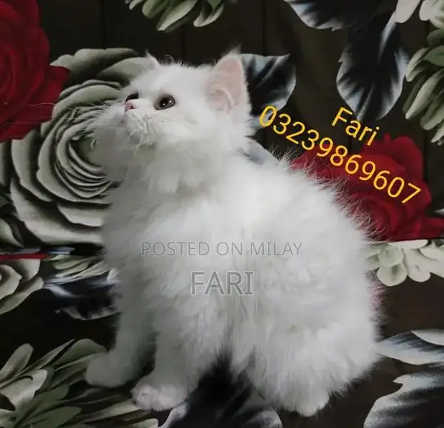 Punch face Male fluffy kitten for sale