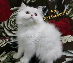 Punch face Male fluffy kitten for sale