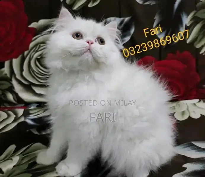 Punch face Male fluffy kitten for sale