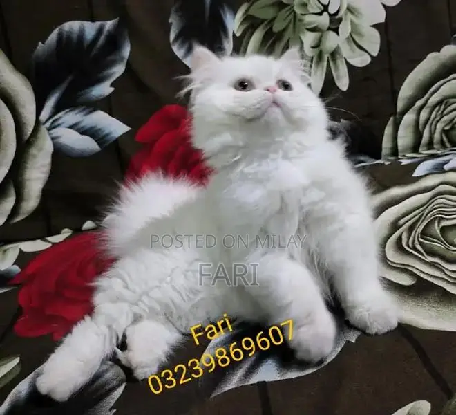 Punch face Male fluffy kitten for sale
