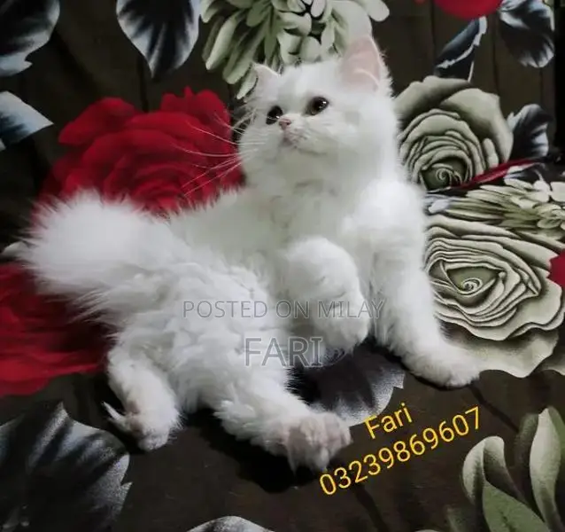 Punch face Male fluffy kitten for sale