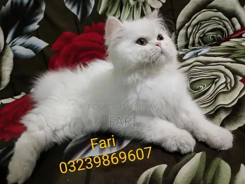 Punch face Male fluffy kitten for sale
