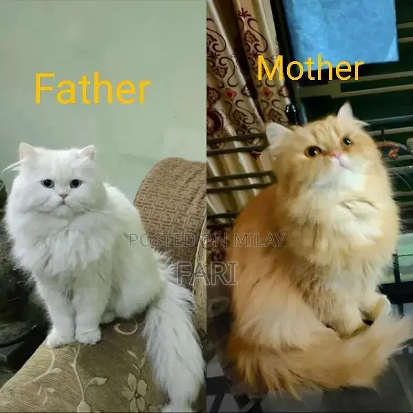 Punch face Male fluffy kitten for sale