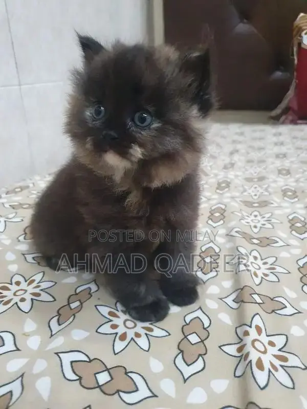 35 days baby female Persian cat brown color