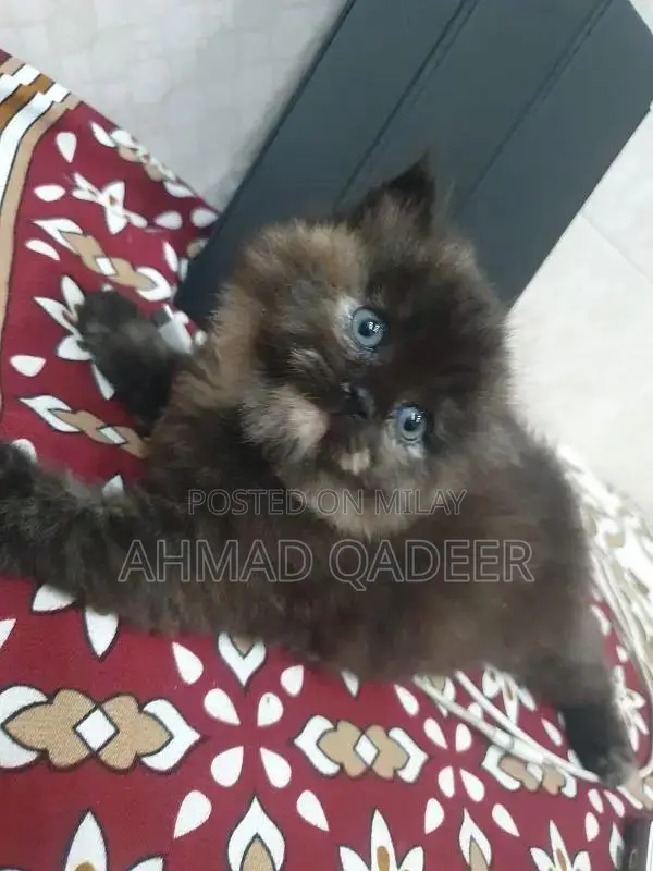 35 days baby female Persian cat brown color