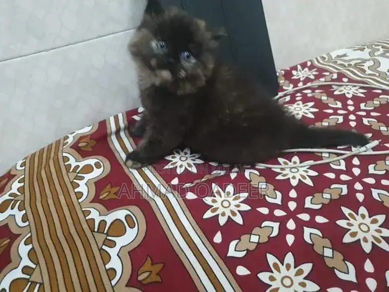 35 days baby female Persian cat brown color