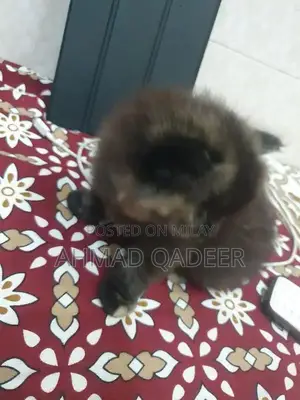 35 days baby female Persian cat brown color