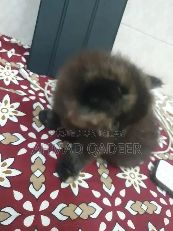 35 days baby female Persian cat brown color