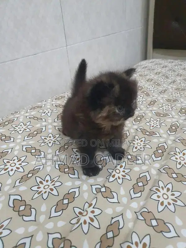 35 days baby female Persian cat brown color