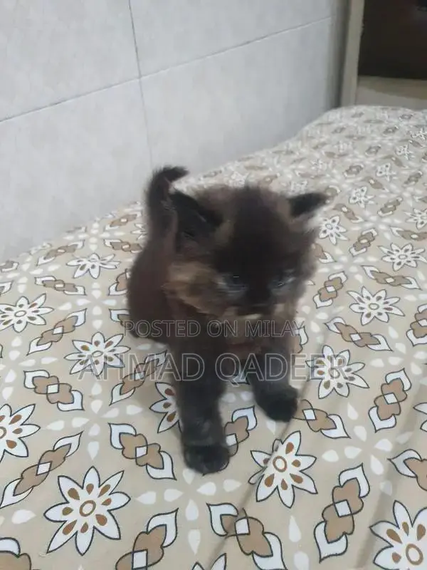 35 days baby female Persian cat brown color