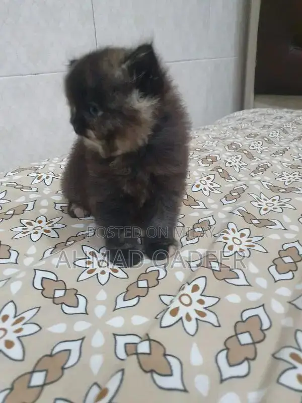 35 days baby female Persian cat brown color