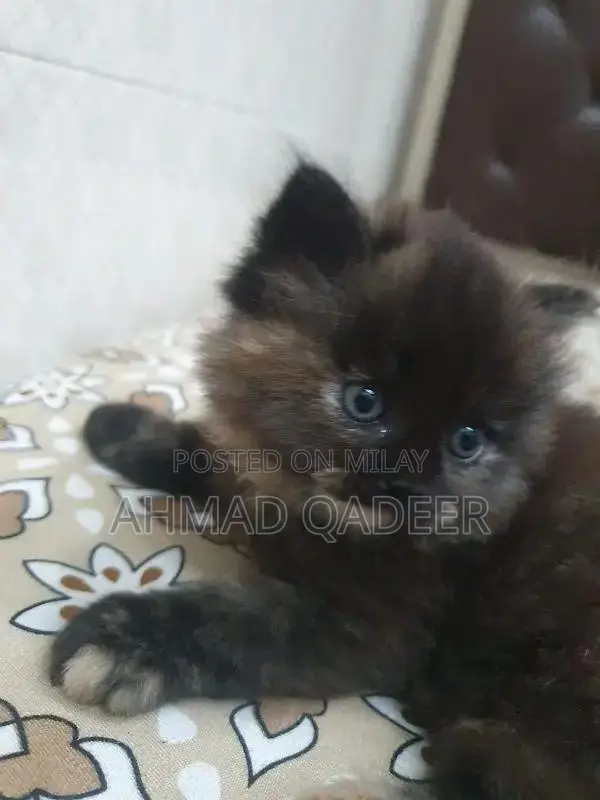 35 days baby female Persian cat brown color