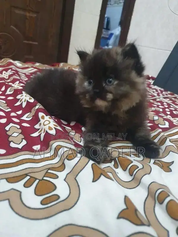 35 days baby female Persian cat brown color