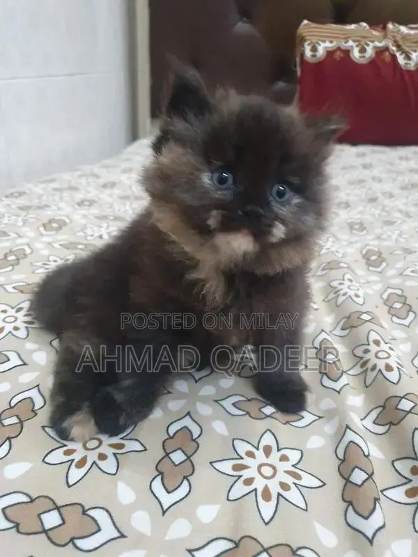 35 days baby female Persian cat brown color