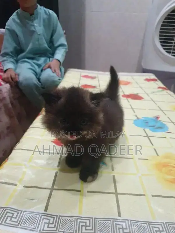 35 days baby female Persian cat brown color