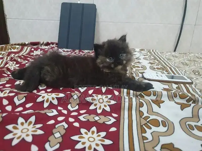 35 days baby female Persian cat brown color
