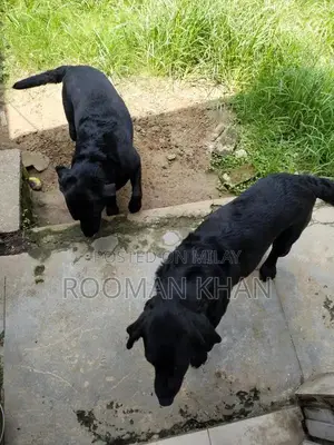 Photo - long Bone original black Labrador