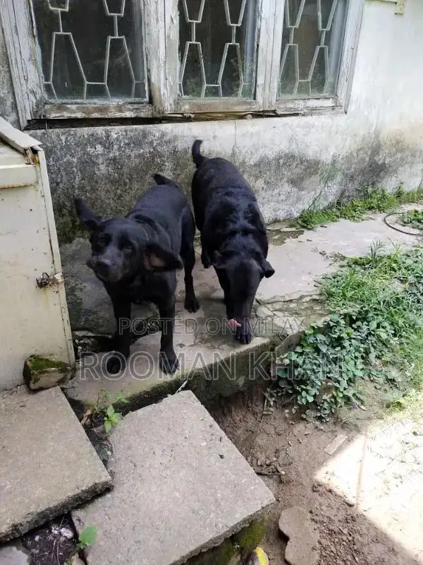long Bone original black Labrador