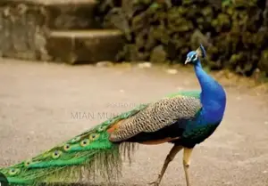 Photo - breeder peacock male female hatching eggs