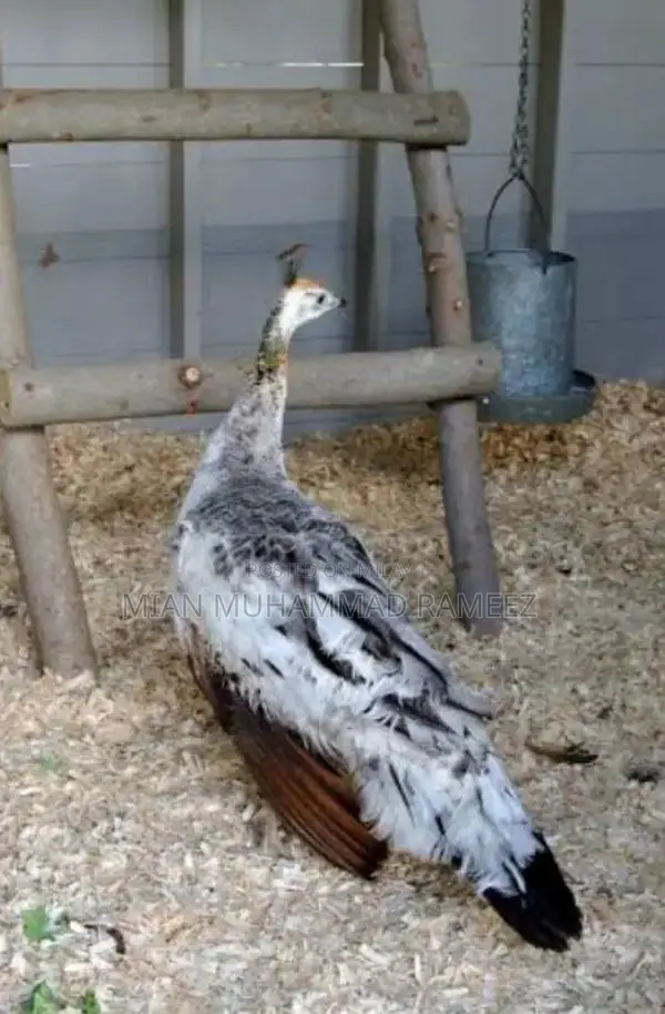 breeder peacock male female hatching eggs