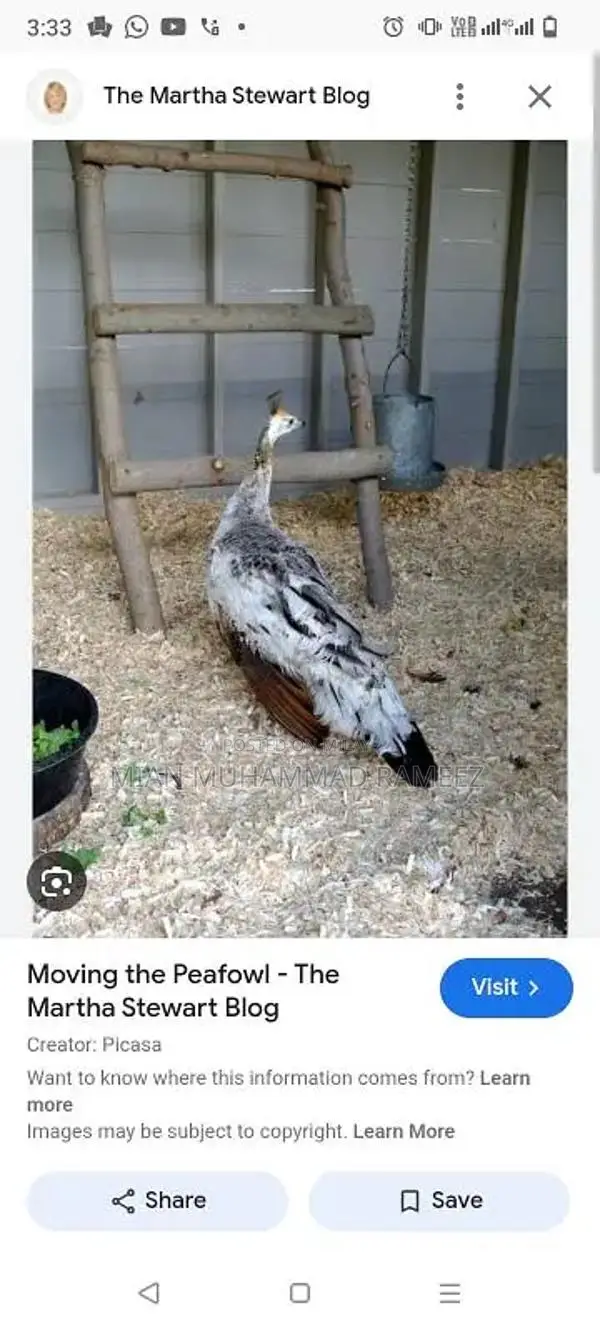 breeder peacock male female hatching eggs