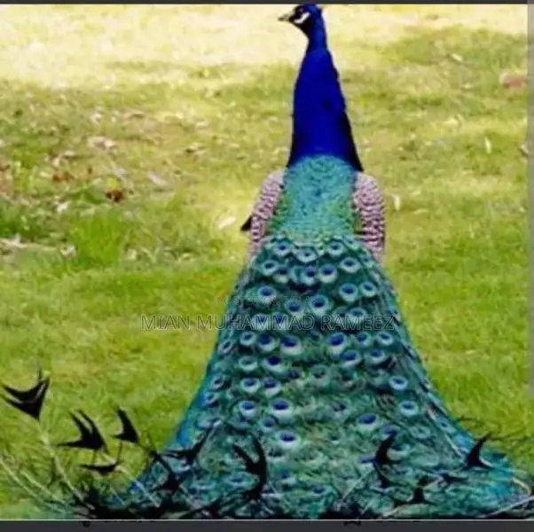 breeder peacock male female hatching eggs