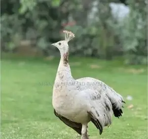 breeder peacock male female hatching eggs