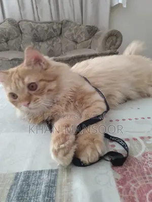 Photo - 6-12 months Male Purebred Persian