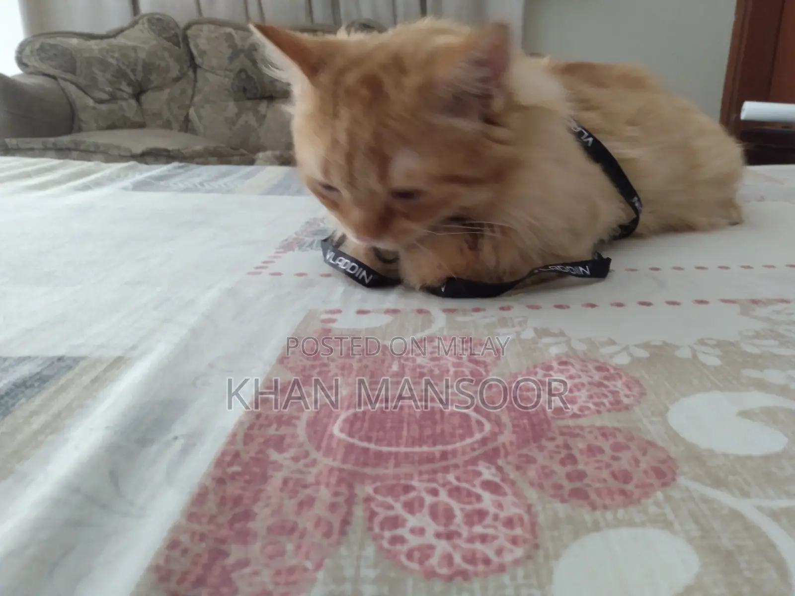 6-12 months Male Purebred Persian