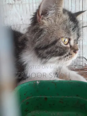 Photo - 1+ year Male Purebred Persian