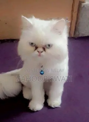 Photo - 1+ year Female Purebred Persian