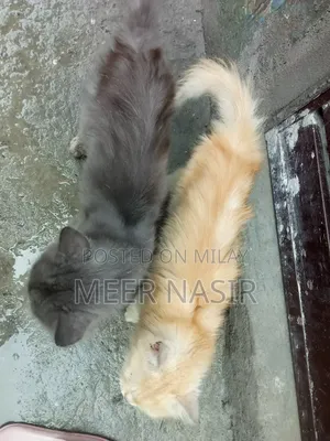 Photo - 1-3 months Male Mixed Breed Persian