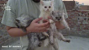 Photo - 1-3 months Male Mixed Breed Persian