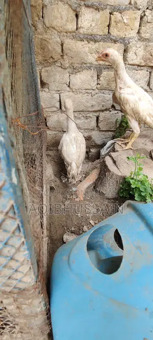 Photo - White Heer Chick Pair