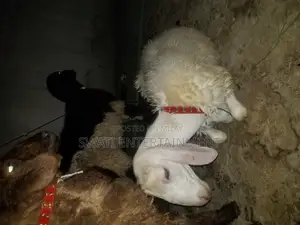 Photo - Lamb Turky Sheep