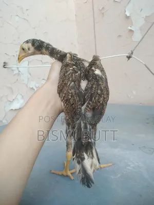 Photo - Aseel Chicke