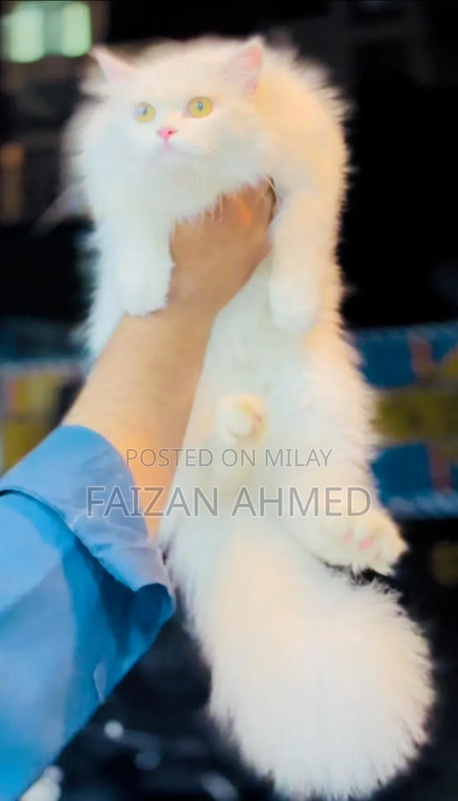 6-12 months Female Purebred Persian