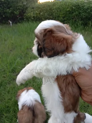 Photo - 1-3 months Male Purebred Shih Tzu