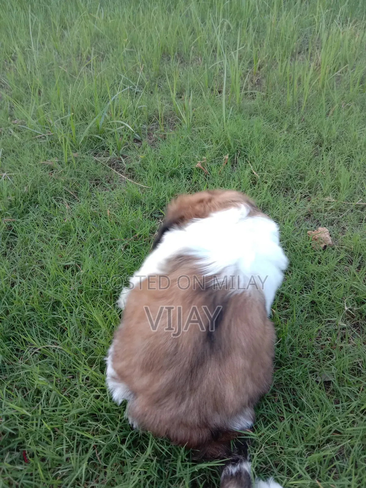1-3 months Male Purebred Shih Tzu
