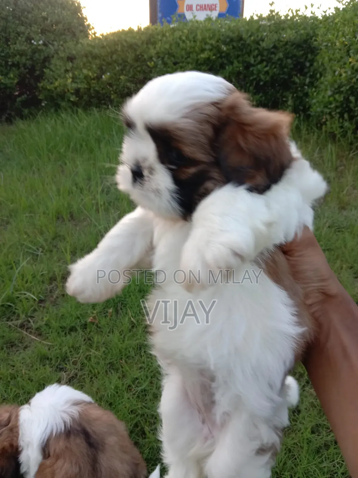 1-3 months Male Purebred Shih Tzu