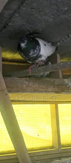 Photo - I Want Sale My Top Quality Breeder Pairs