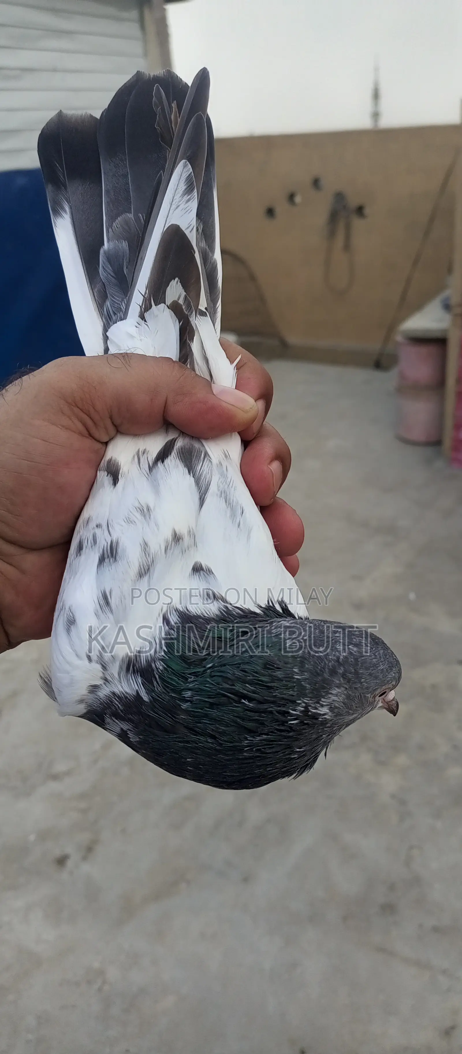 I Want Sale My Top Quality Breeder Pairs