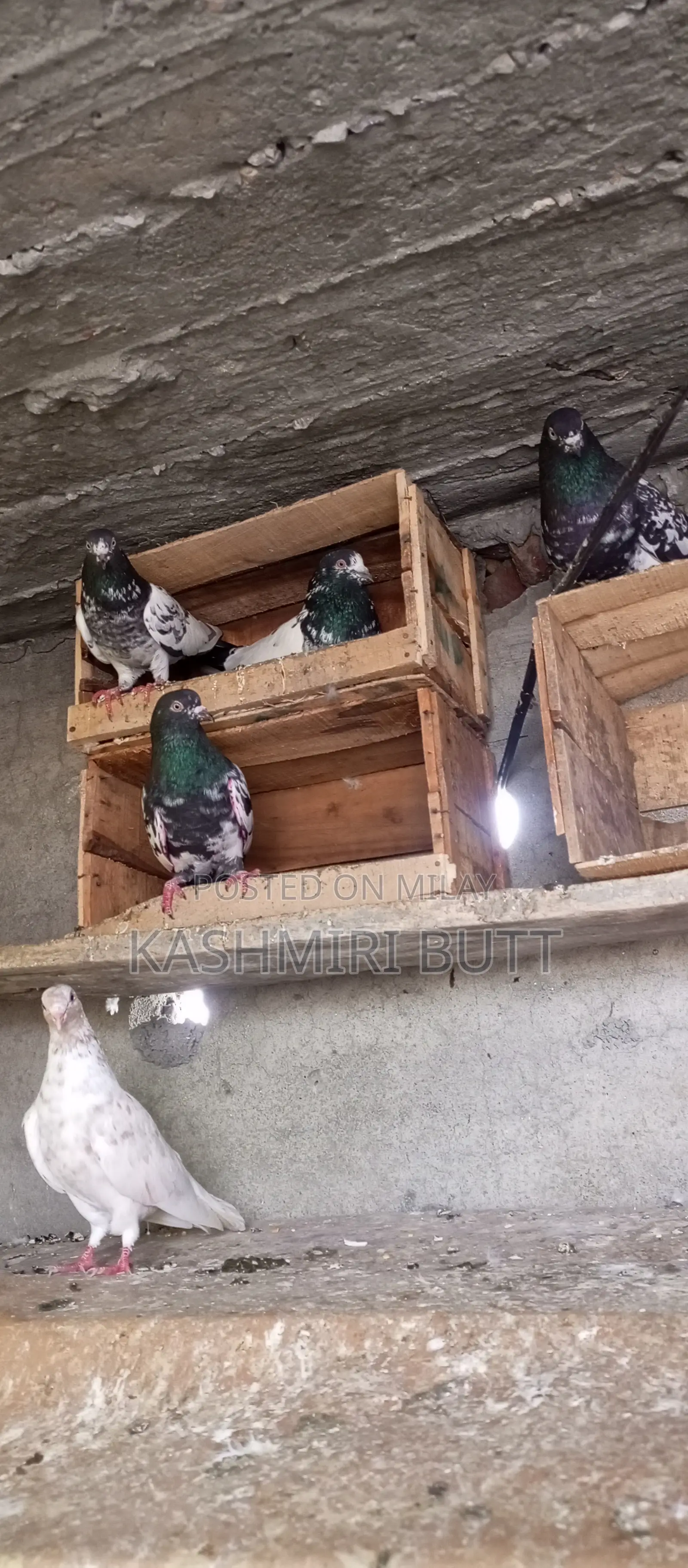 I Want Sale My Top Quality Breeder Pairs