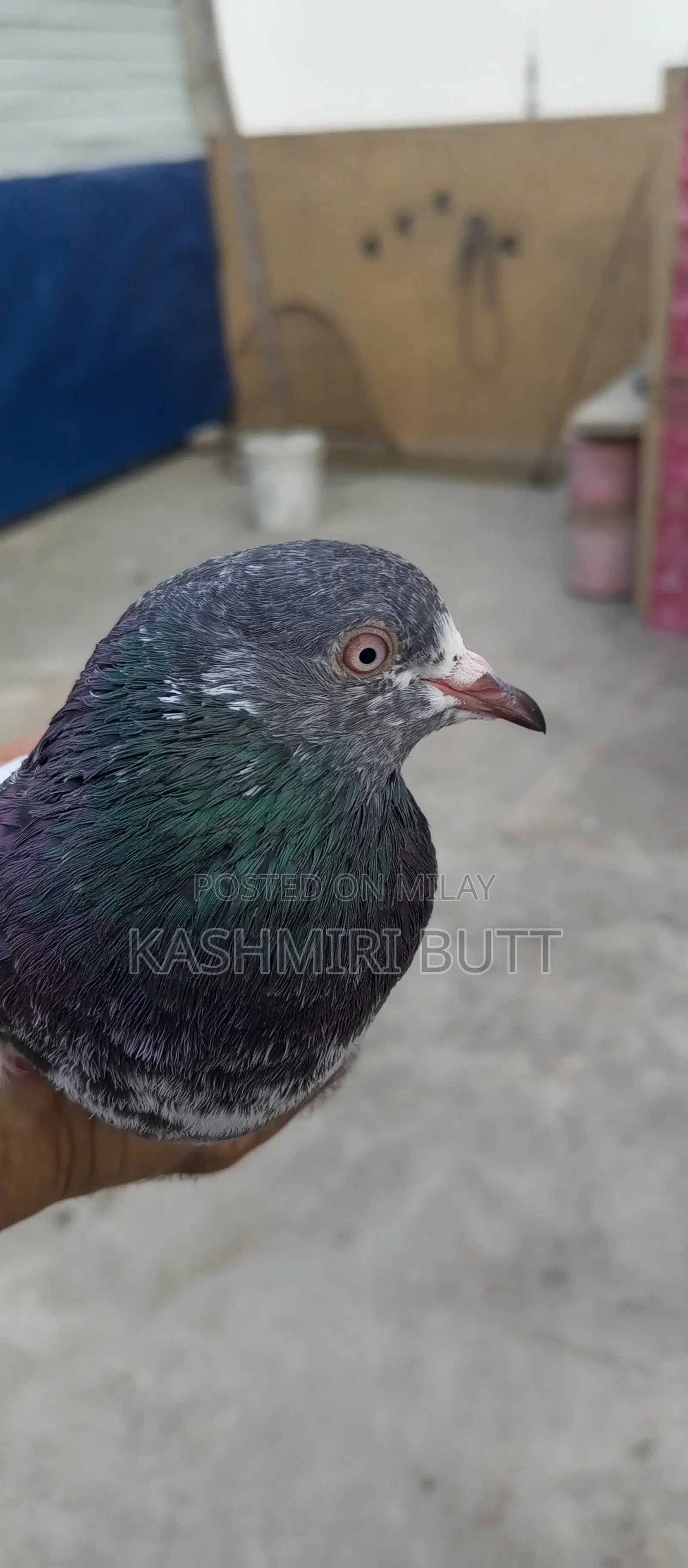 I Want Sale My Top Quality Breeder Pairs