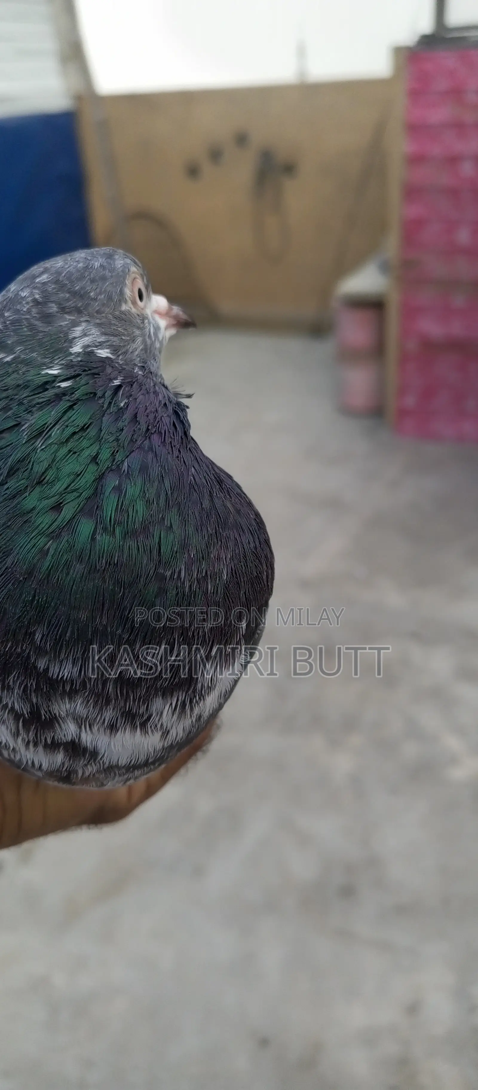 I Want Sale My Top Quality Breeder Pairs