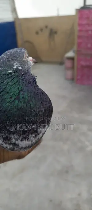 I Want Sale My Top Quality Breeder Pairs